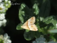 Klein purperuiltje [Eublemma parva]